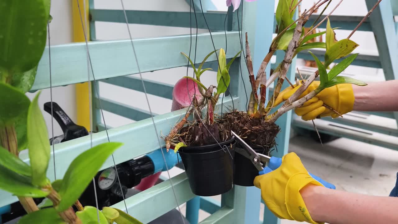 Orchid Pruning and Care