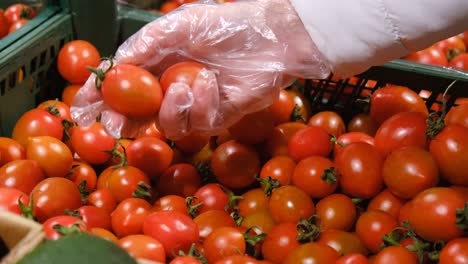 Hand Picking Fresh Cherry Tomatoes at a Grocery Store