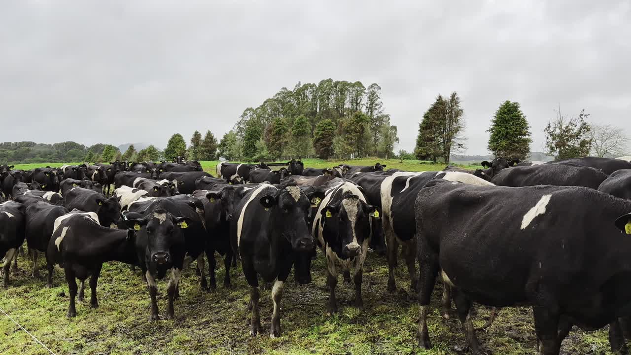 Dairy cattle eco farm Holstein Friesian breed animal herd outdoor open field crowded conditions