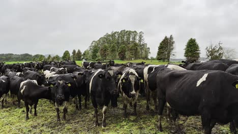 dairy cattle eco farm holstein friesian breed animal herd outdoor open field crowded conditions