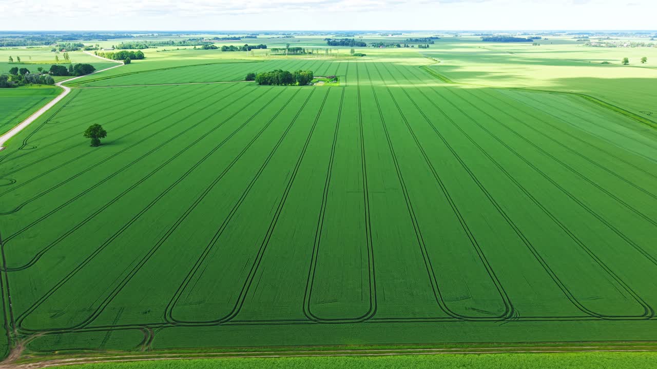 Vibrant green tree casting a clear shadow on a wide, light green farmland with parallel tire tracks, creating a minimalist and peaceful rural scene.