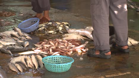 homme cueillant à travers un tas de poisson frais sur le sol humide dans un marché aux poissons palestinien