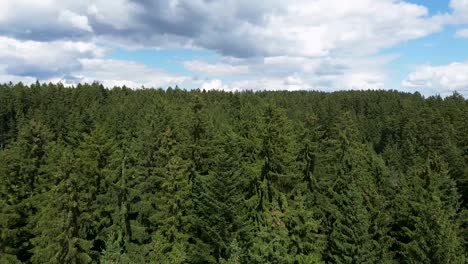 Volando-Más-Allá-De-Las-Copas-De-Los-árboles-En-Un-Gran-Bosque-Verde