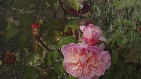 close up watering a rose plant with a watering can