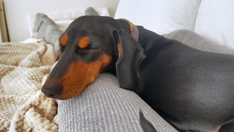 sleepy dog enjoying a relaxing day indoors