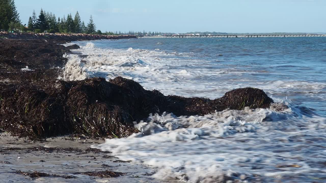 olas rompiendo en la playa cubierta de montículos de algas
