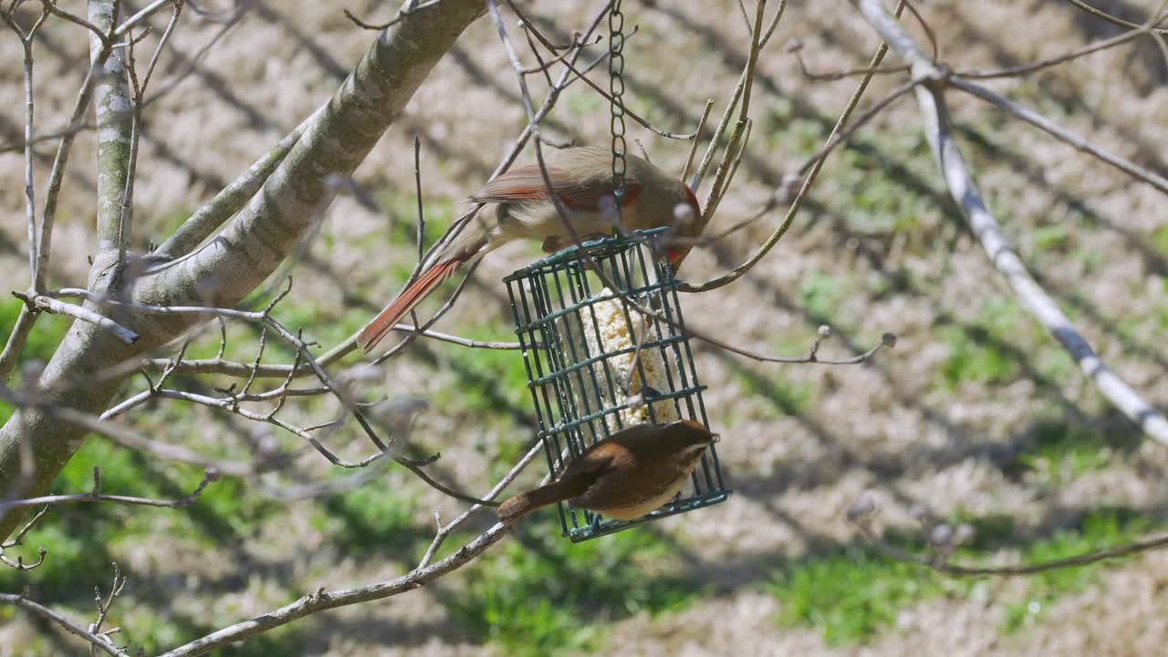 hembra cardenal del norte y carolina wren compartiendo una comida en un comedero para pájaros sebo durante el invierno tardío en carolina del sur