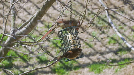 Hembra-Cardenal-Del-Norte-Y-Carolina-Wren-Compartiendo-Una-Comida-En-Un-Comedero-Para-Pájaros-Sebo-Durante-El-Invierno-Tardío-En-Carolina-Del-Sur