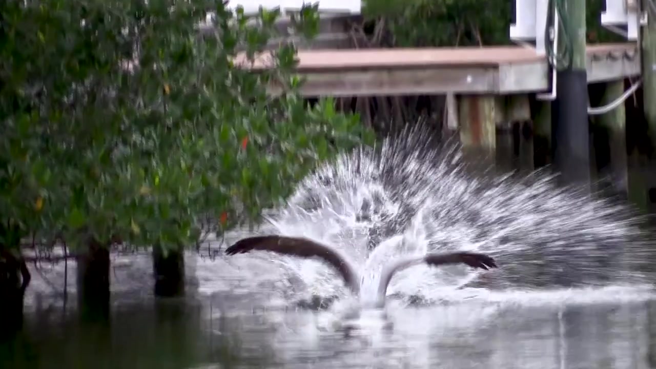 Brunpelikan stuper etter fisk i en Florida-kanal.