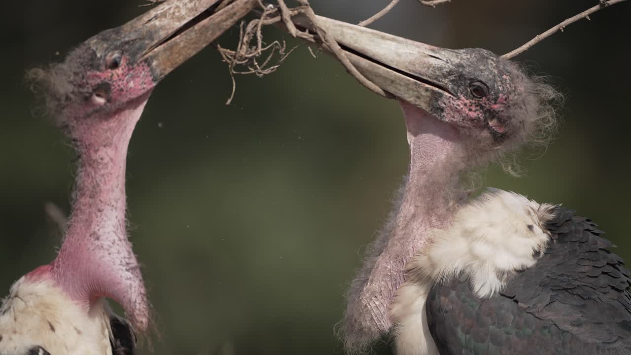 Two Marabou storks fight over a stick mid day in Africa