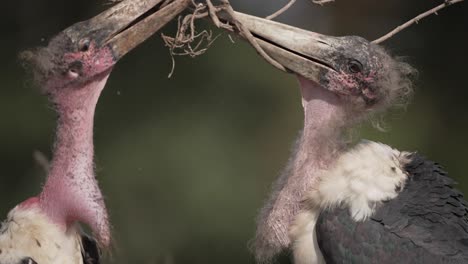 two marabou storks fight over a stick mid day in africa