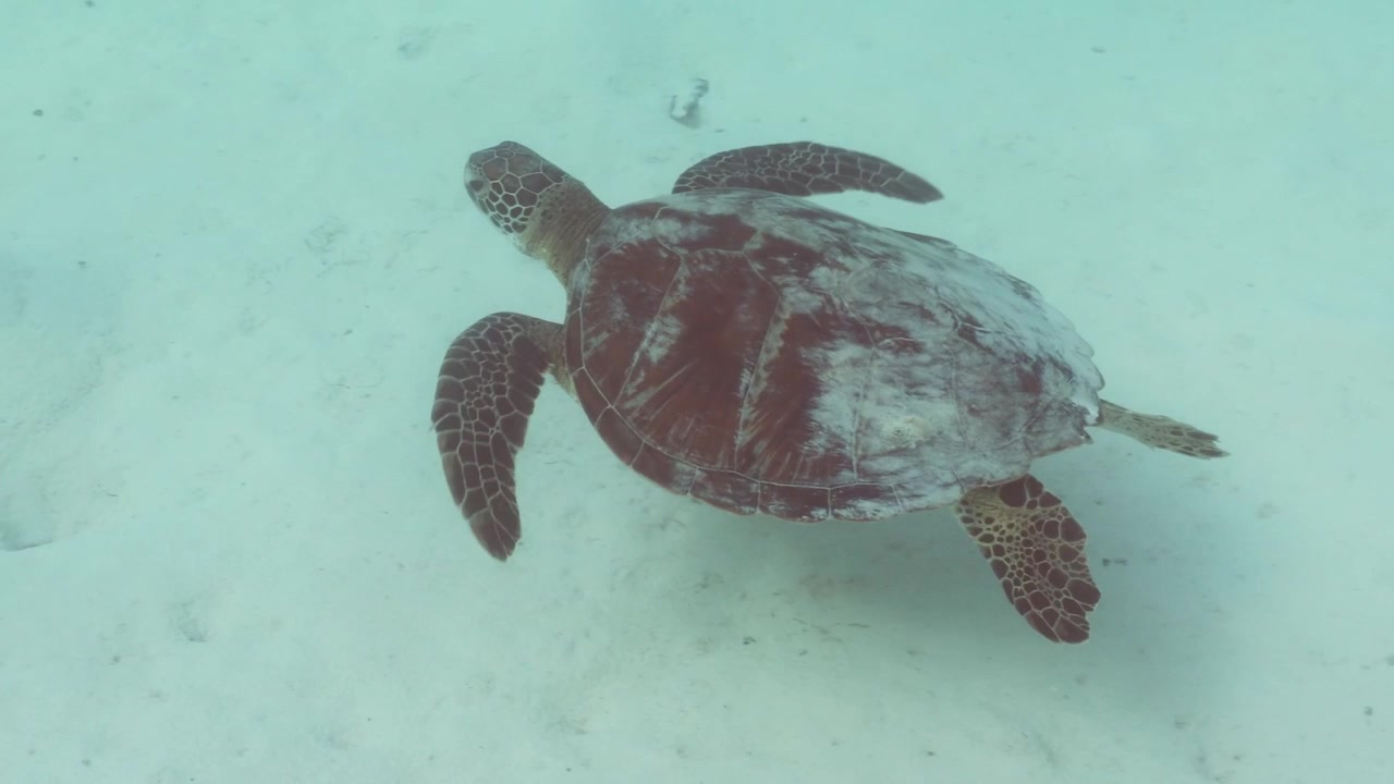 A green sea turtle glides gracefully above a pale sandy seabed in clear shallow water, its flippers beating in slow, steady strokes.