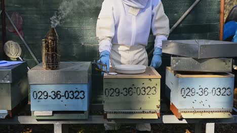 Crop-beekeeper-calming-bees-with-smoker-in-farm