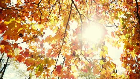 hermoso árbol de otoño con hojas de otoño con el sol brillando a través