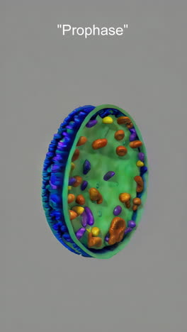 prophase stage of cell division