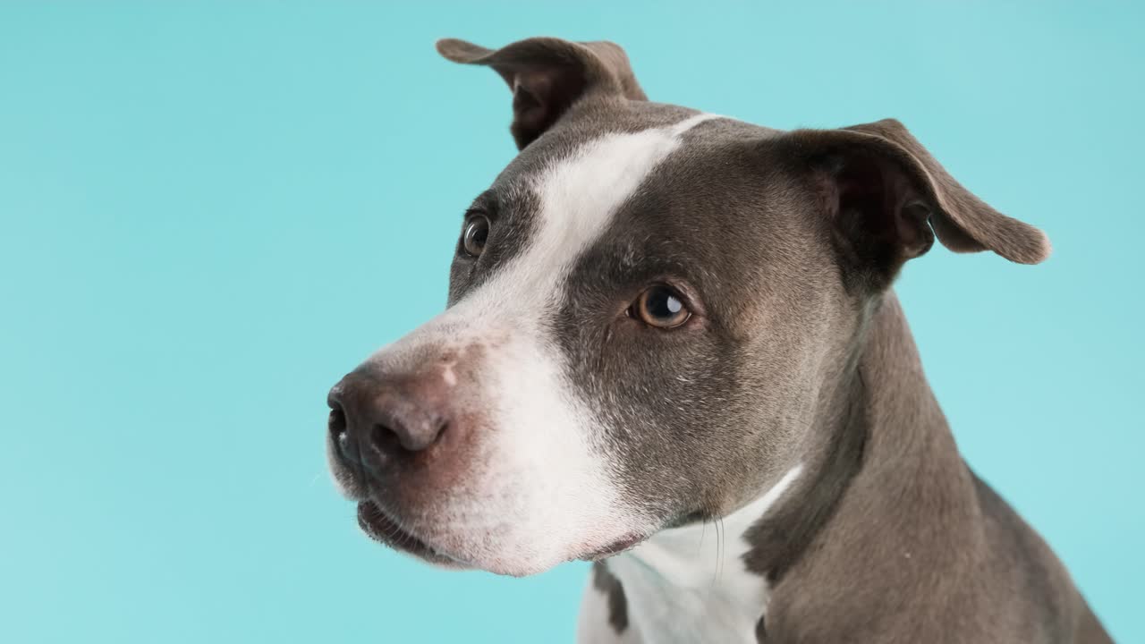 Cute Pitbull Blue dog looking at camera in blue studio