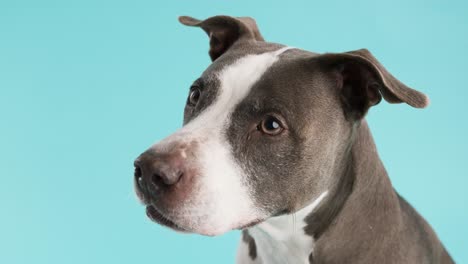 cute pitbull blue dog looking at camera in blue studio