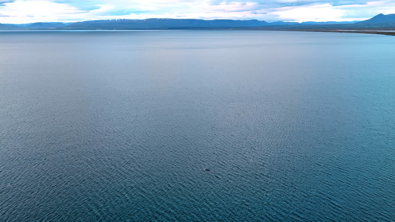 A dolphin appears on the surface of a ragged vast waterscape of Iceland. Long mountain range at backdrop.
