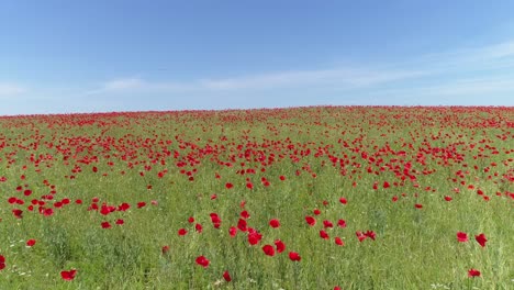 campo de amapola roja bajo un cielo azul