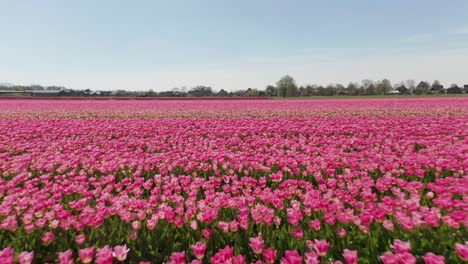 Beautiful-low-aerial-of-pink-tulips-in-a-large-field-in-the-Netherlands