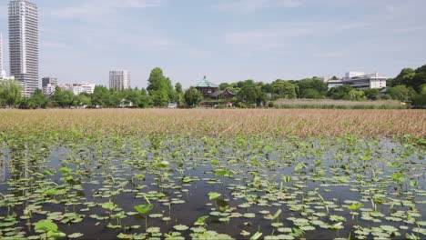 shinobazuno pond river landscape on sunny day at ueno park, tokyo