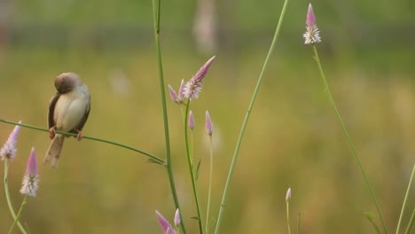 Feldsperling-Im-Gras-..