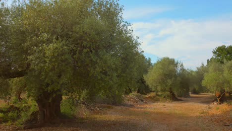 olivos antiguos que crecen en la plantación en el campo en españa