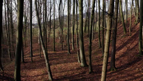 a-small-forest,-the-ground-covered-with-leaves