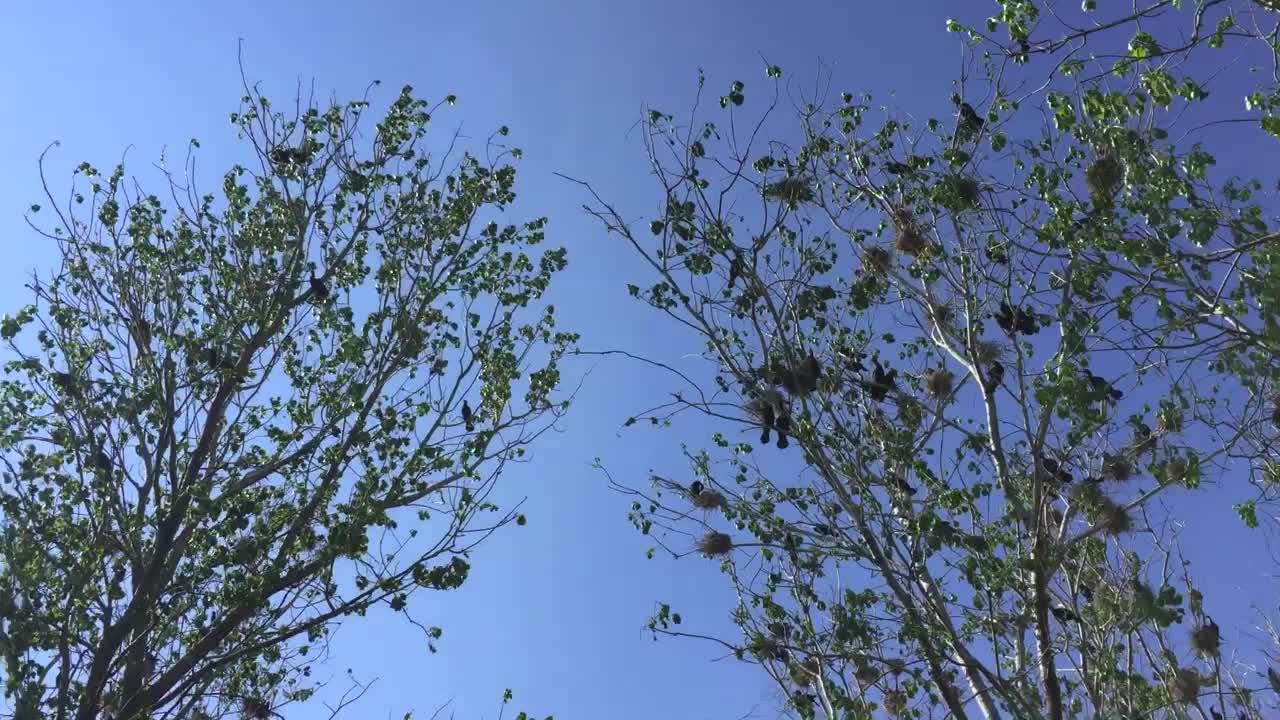 나무에 둥지를 틀고 있는 검은 가마우지의 오른쪽에서 왼쪽으로 원형 팬