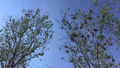 Right-to-left-circular-pan-of-black-cormorants-nesting-in-the-trees