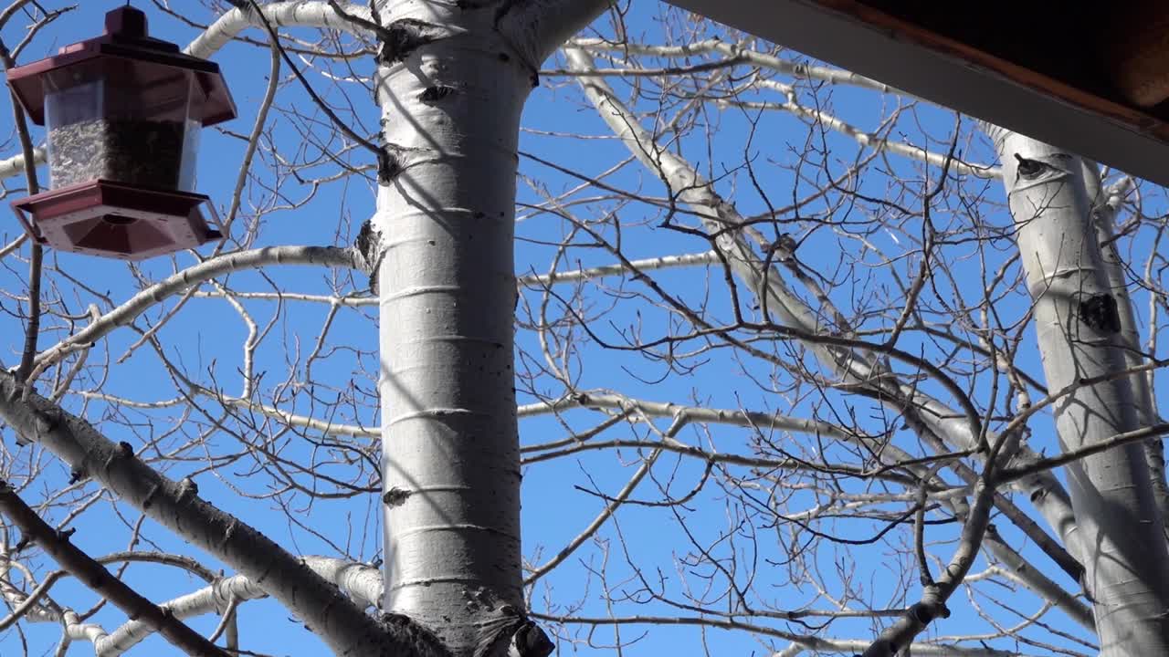 Wild bird cautiously eating from a bird feeder during winter