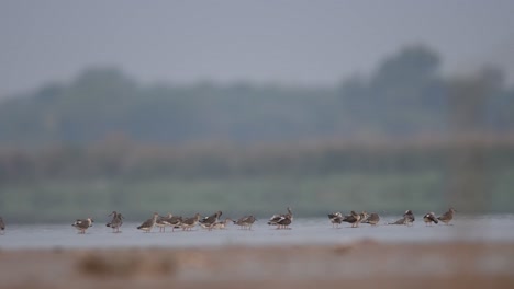 flock of spotted red shanks in river side