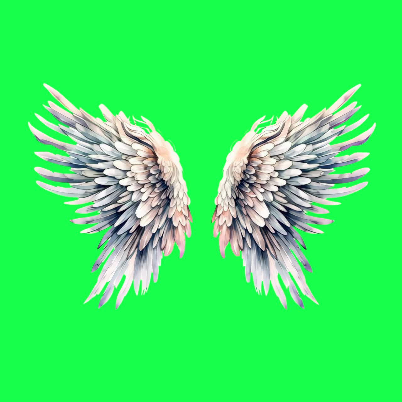 Elegant angel wings illustration animation, transparent 4K video, green screen