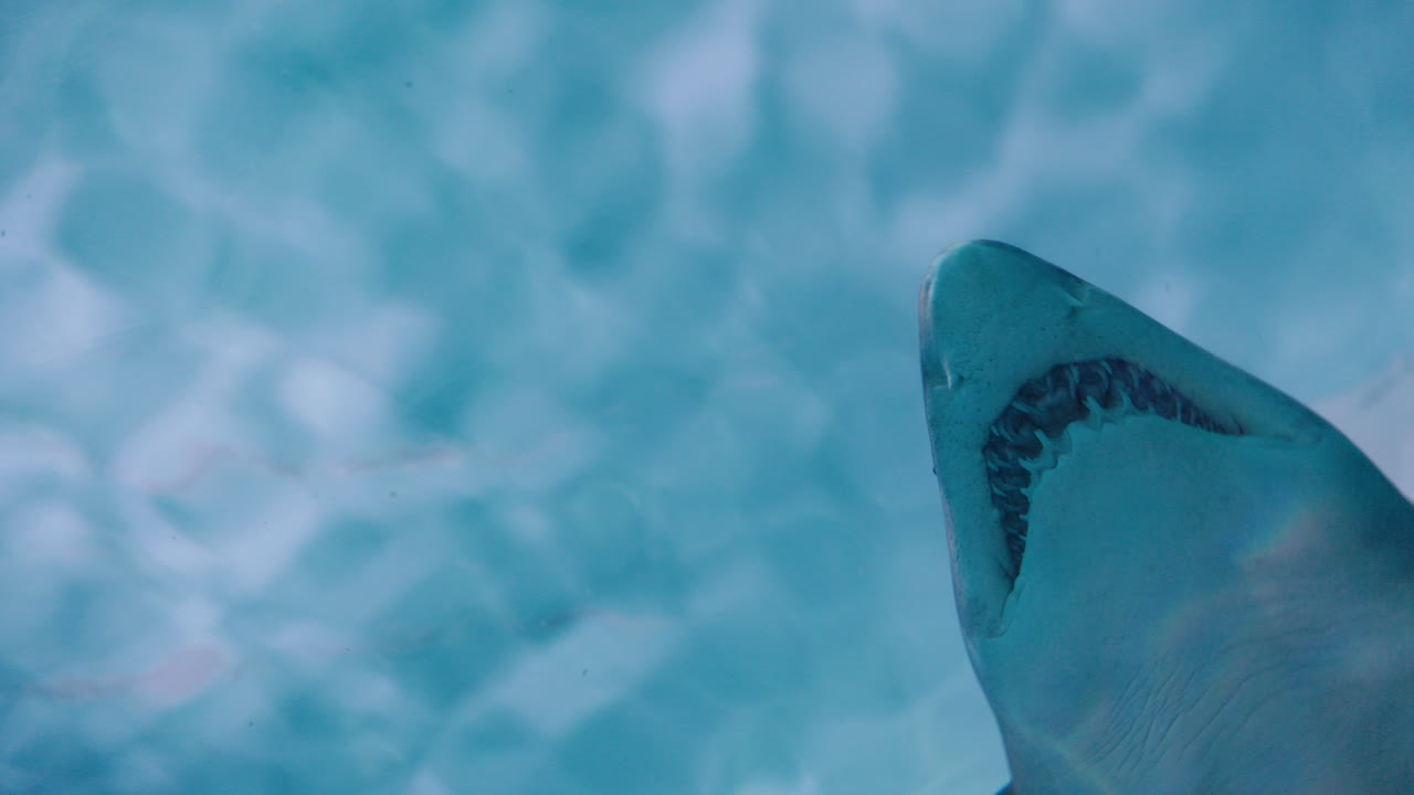 tiburón bajo el agua