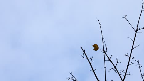 La-Solitaria-Hoja-De-Arce-Marrón-Permanece-En-La-Rama-Del-árbol,-La-Nube-Blanca-Es-Un-Día-Ventoso-De-Otoño