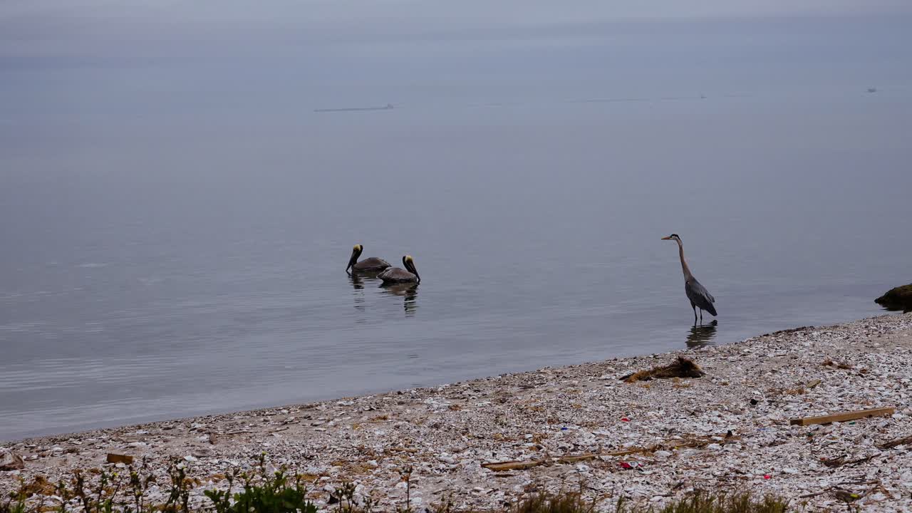 고요한 만과 새들이 들떠 있습니다.