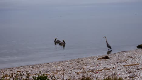 bahía tranquila y pájaros retozando.