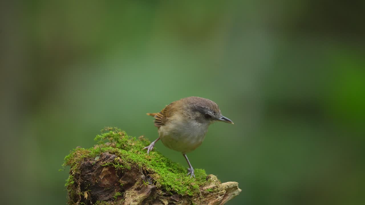귀여운 작은 호스필드 바블러 새가 건조한 가지의 모스 위에서 놀고 있습니다.