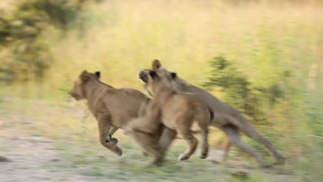 Süße-Zeitlupe-Von-Löwenjungen,-Die-Sich-Gegenseitig-Jagen,-Größerer-Kruger
