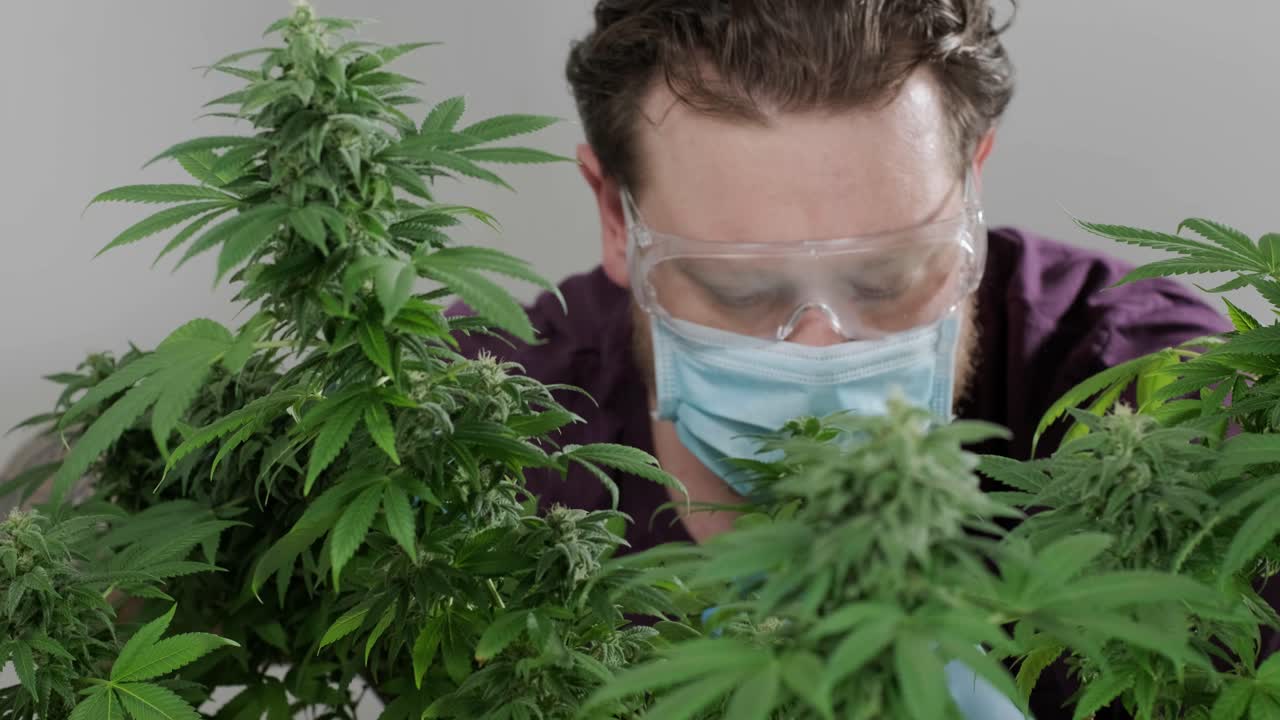 대마초 꽃, 대마초 필드 의학적 용도로 대마초의 유기적 성장.