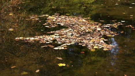 Autumn-Leaves-Floating-On-The-Surface-Of-Water