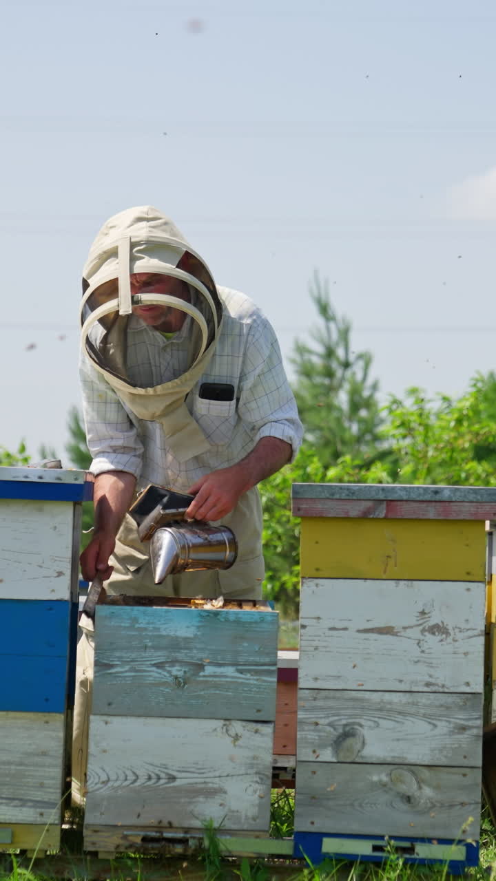 Apiculturist calming down the bees with the help of a smoker. Male specialist sweeps off carefully the bees with a long brush. Vertical video