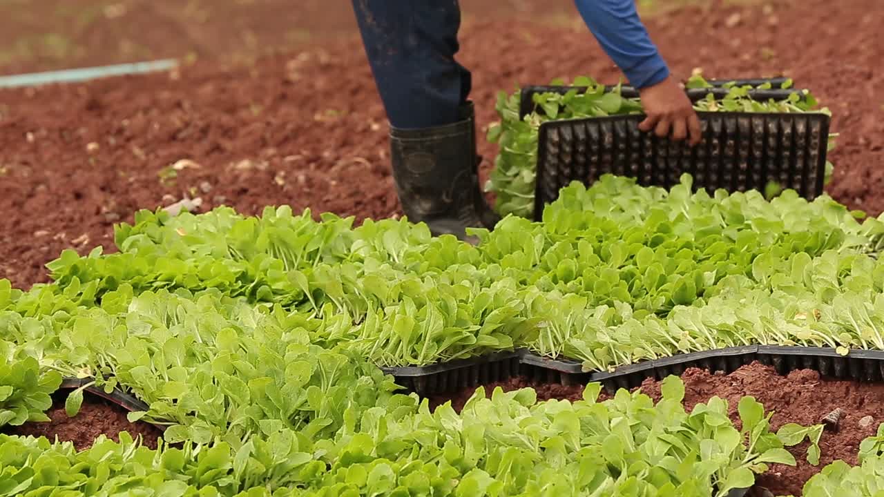 agricultor trabajando en el trazado de brotes de col china en el campo de suelo rojo