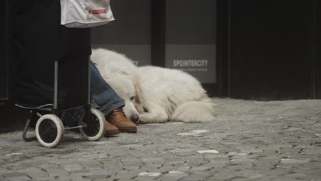 Persona-Sin-Hogar-Con-Su-Perro-En-La-Calle