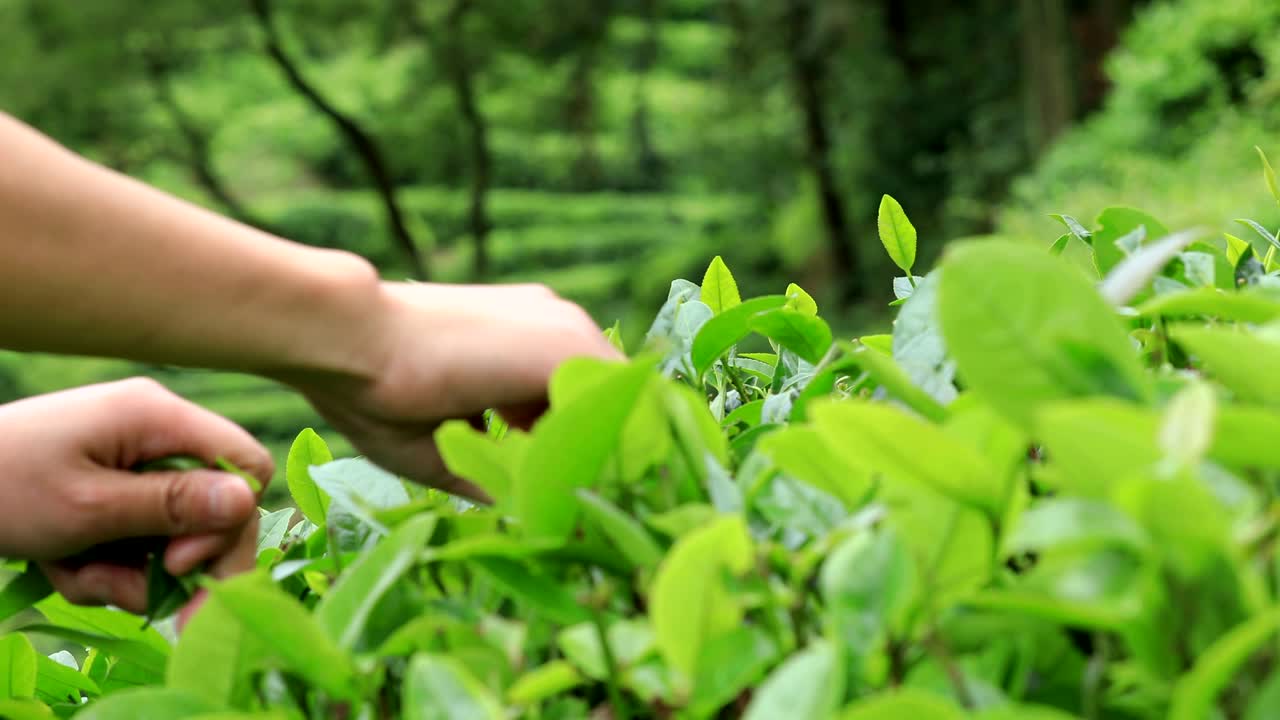 Farmer hands picking tea leaves in spring
