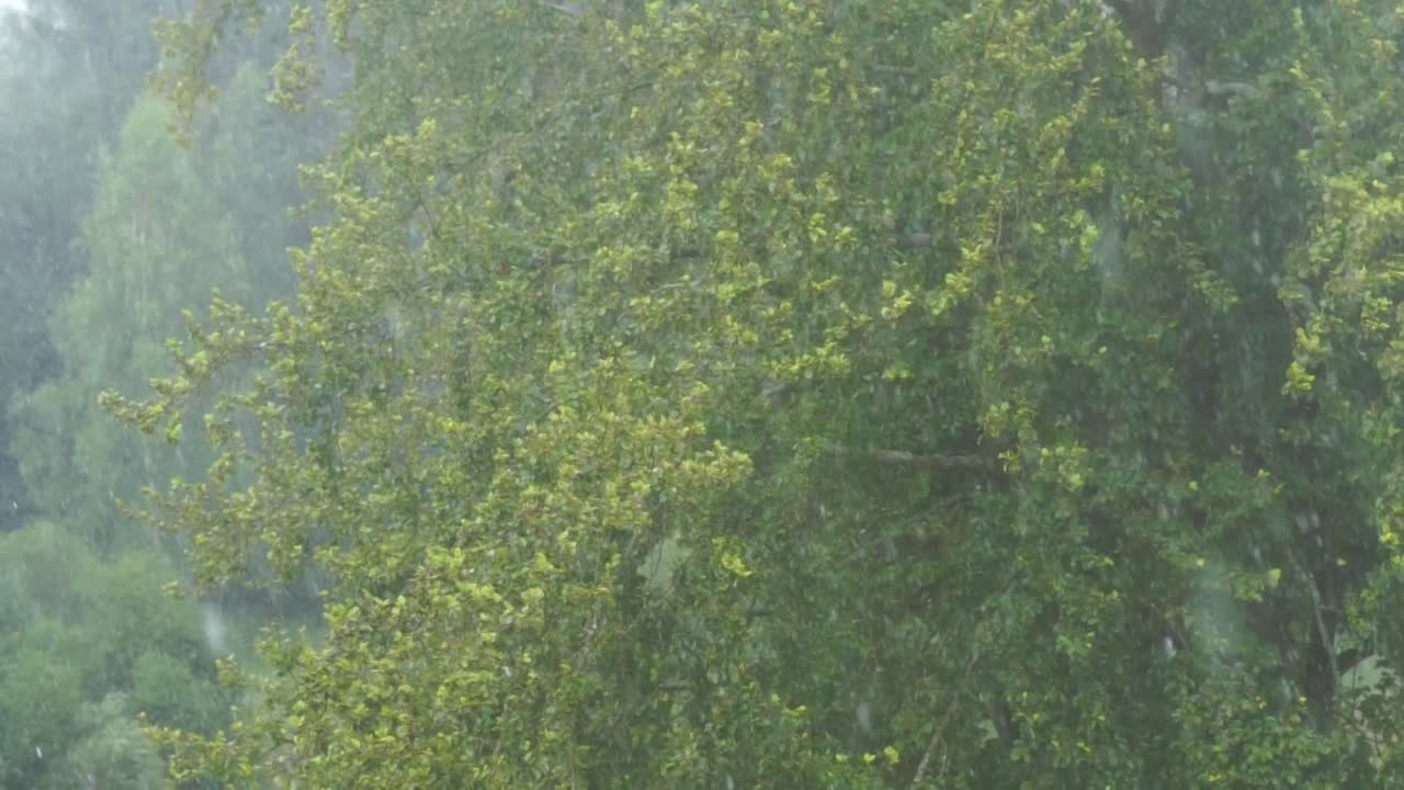 Seamless loop of a tree getting hit by a rain storm