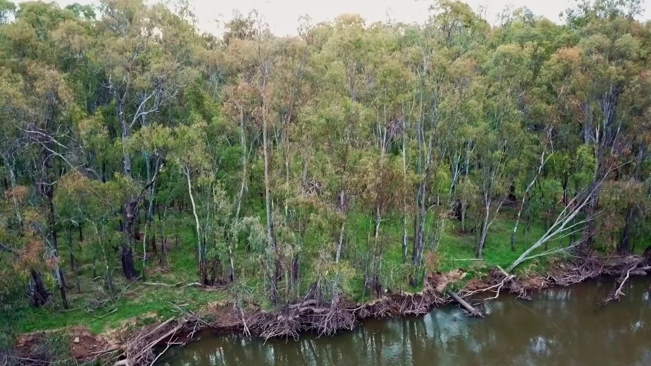 Sideways drone footage of eucalypt forest along the Murray River north of Corowa, Australia. November 2021.