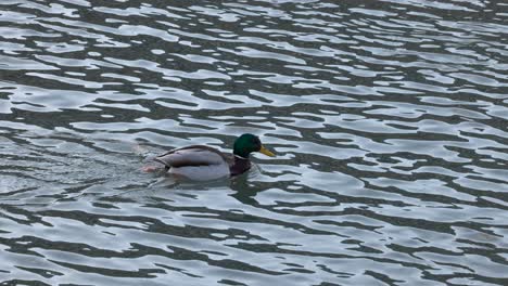 a mallard duck swimming in a river