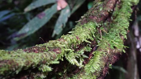 ants running on a branch in the amazon jungle