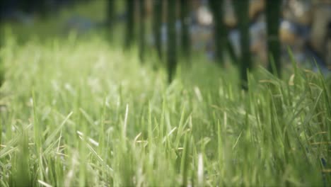 fresh-green-Grass-on-the-forest